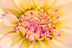Flower Blossom Bloom
