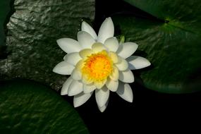 Lotus Lily Aquatic