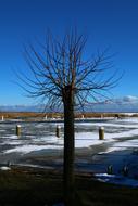 Tree Waters Nature