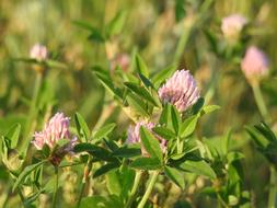 Clover Blooms Flower Purple