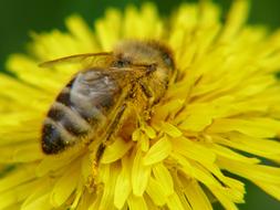 Nature Flower Apiformes