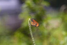 Nature Insect Outdoors