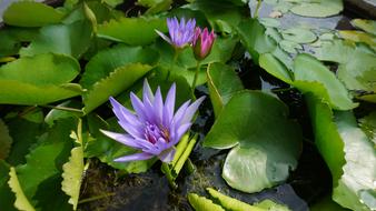 Flower Sacred Lotus Water