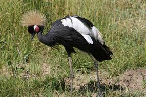 Bird Wildlife Nature