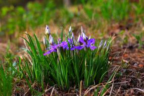 flowers grass forest
