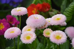 Flowers Pomponnettes Roses macro