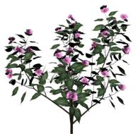 bush plant flowers flowering shrub