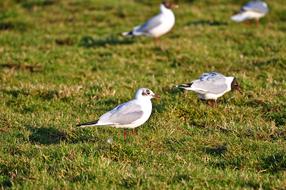 Black headed gull on the grass