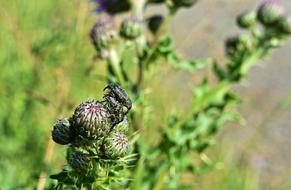 Green thistle with beetle