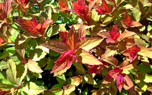 Leaf Japanese Nature