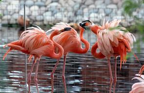 Flamingo Phoenicopterus Roseus