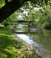 Water Nature Tree
