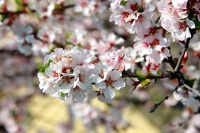 Cherry Bloom Blossoms