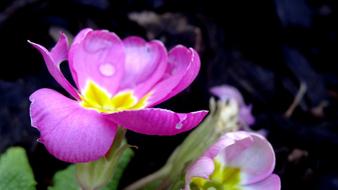 Flower Nature Flora