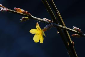 Winter Jasmine Yellow Flower