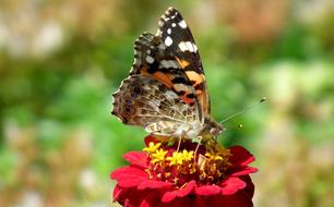 Nature Butterfly Day Insect At The