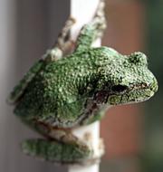 Reptile Lizard Nature