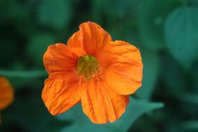 orange bud field