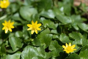 Celandine Yellow Flowers