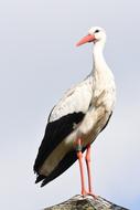 Birds Wildlife Nature Animal