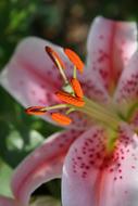 the plant is wild pink