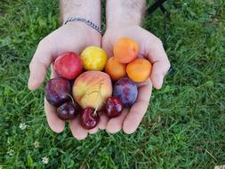 delicious fruit in hand