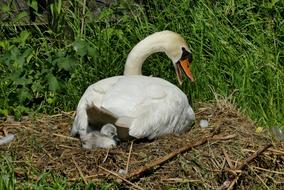 Swan With Young Boy Nest