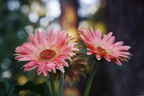 lovely beautiful plants