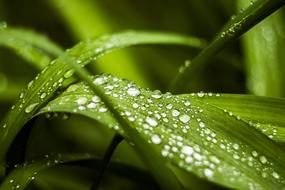 Morning Dew Grass