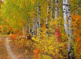 Autumn Wood Sheet