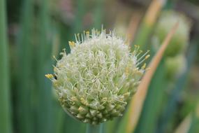 Stamens Onion Flowering
