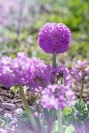 Primrose Drumstick Flower
