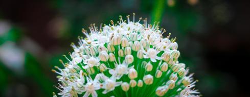 Nature Flora Flower