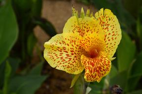 the yellow plant is homemade