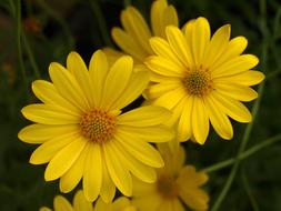 Flower Nature Summer