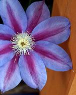 Flower Flora Nature