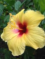 yellow field flower with red center