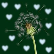 dandelion flower background