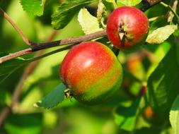 red apples on a tree in an orchard