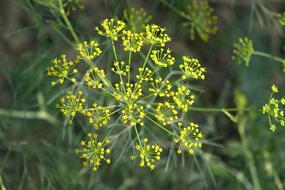 Nature Plant Herb