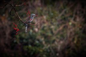 Bird on a rebin in the forest
