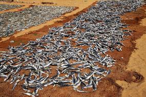Fish Drying Dry