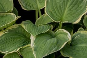 Leaf Plant Nature