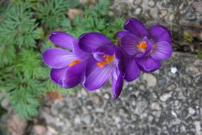 Saffron Flower Flora
