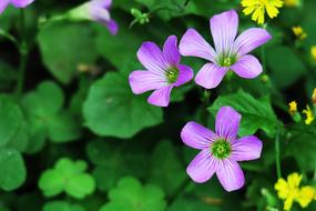 Shamrock Hong Kong Clover Wild