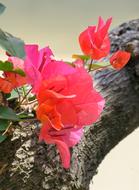 Leaves Flowers Bougainvillea