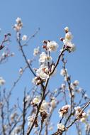 Branch Wood Flowers