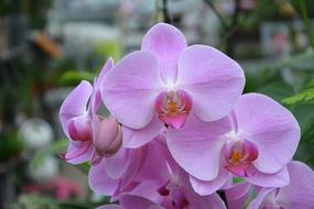 Flower Plant Pink Orchid Color