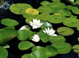 Water Lily Pad Pond