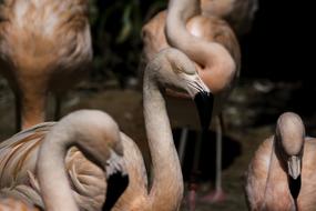 Nature Wildlife Bird